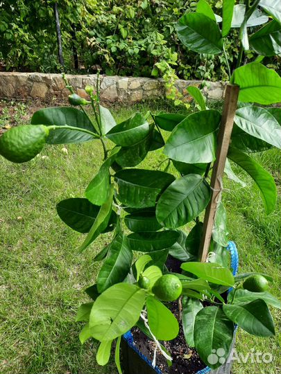 Продам саженцы лимонов