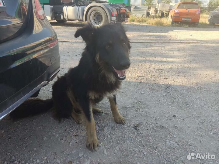 Отдам щенков