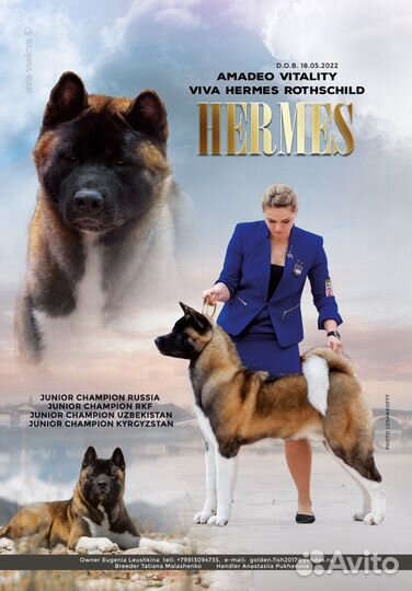 Американская акита кобель вязка