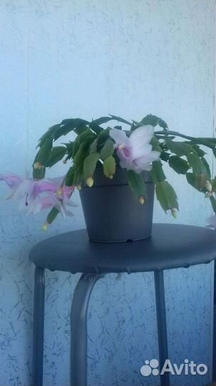 Декабрист шлюмбергера