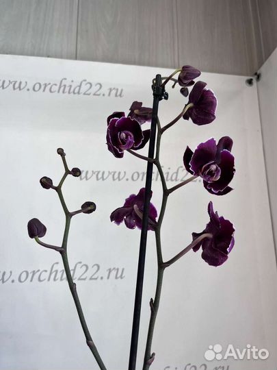 Фаленопсис 