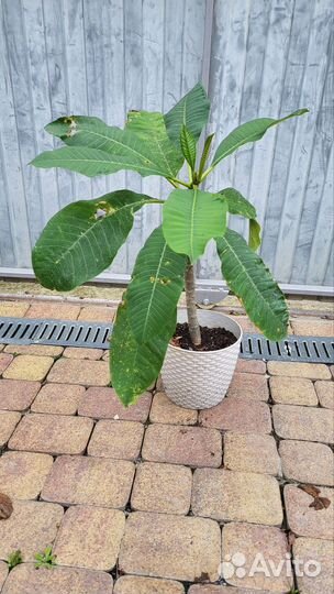 Плюмерия - черенки и саженцы