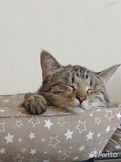 Кошка в дар бесплатно