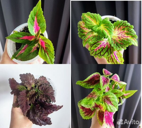 Много растений разные виды