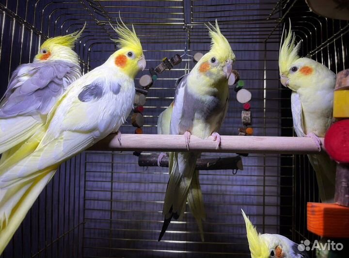 Попугаи Корелла, птенцы