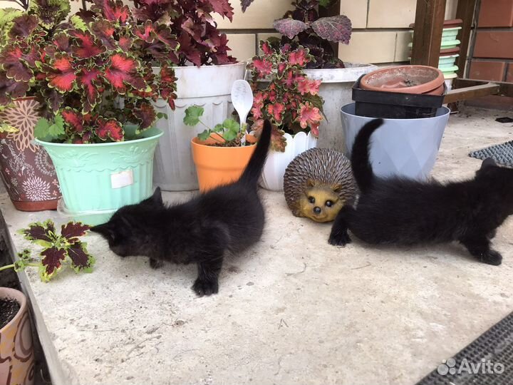 Котята в добрые руки девочки