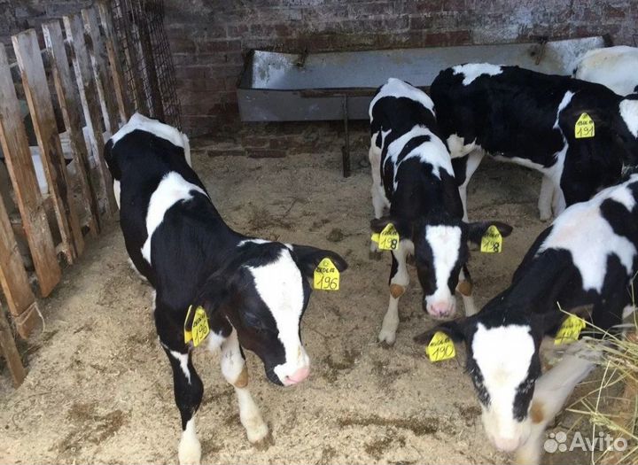 Телята. Бычки