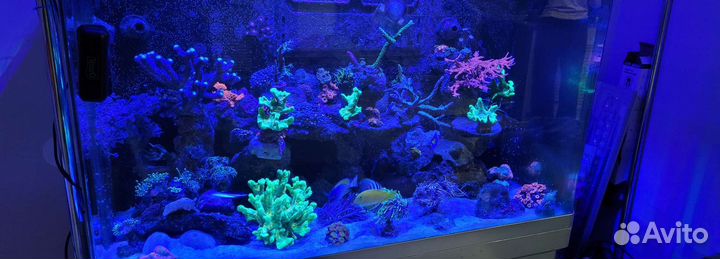 Морской аквариум Red Sea