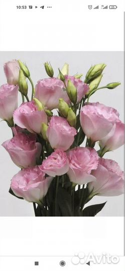 Профессиональные семена эустомы