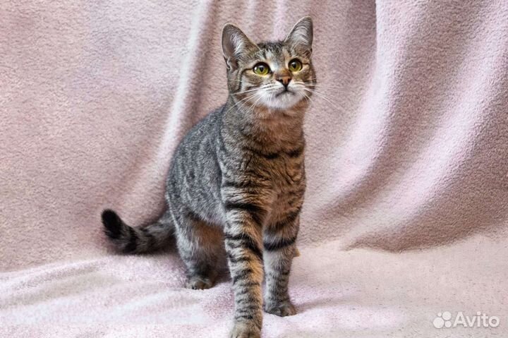 Котёнок, тигровая малышка Джерри ищет семью