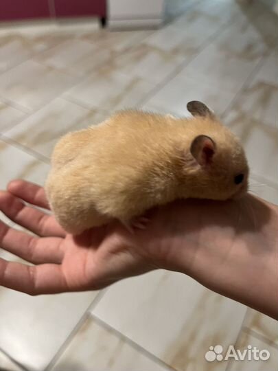 Сирийский хомяк