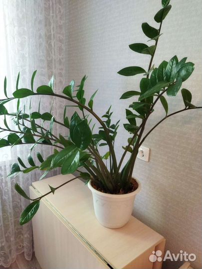 Замиокулькас (долларовое дерево)