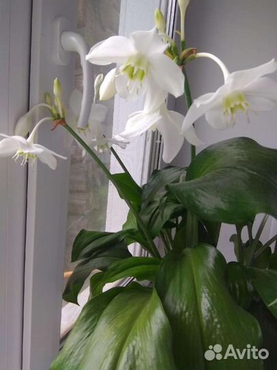 Эухарис амазонская лилия