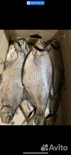 Крупный лещ. Рыба оптом. Ассортимент