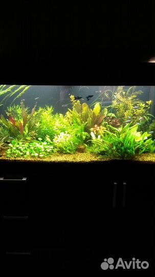 Аквариум