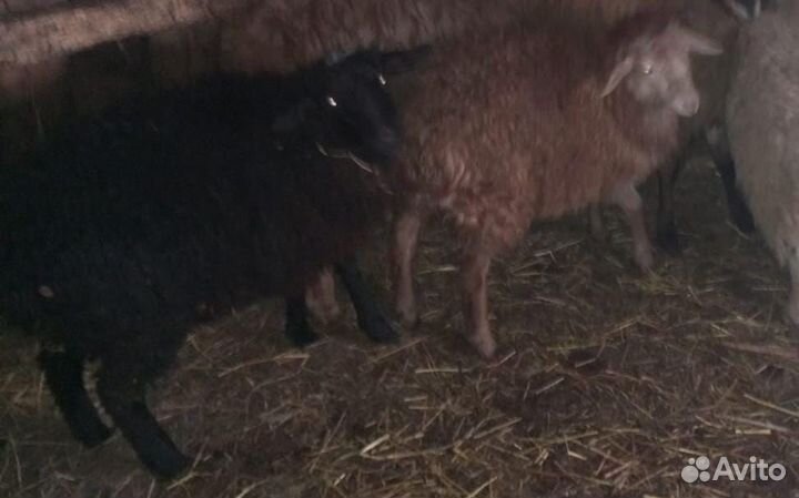 Продам ягнят