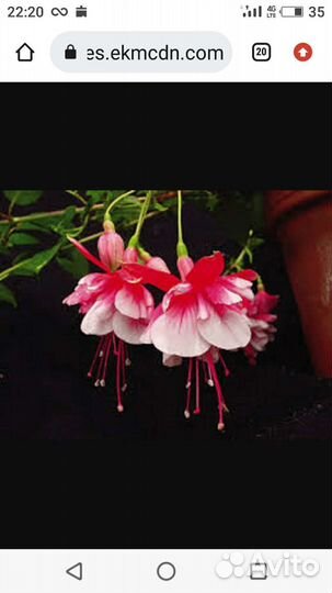 Фуксия сортовая