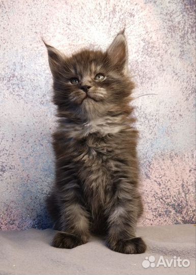 Котик мейн-кун