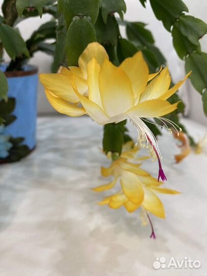 Декабрист желтый