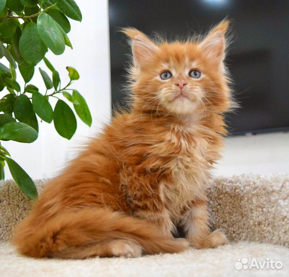Котята мейн-кун