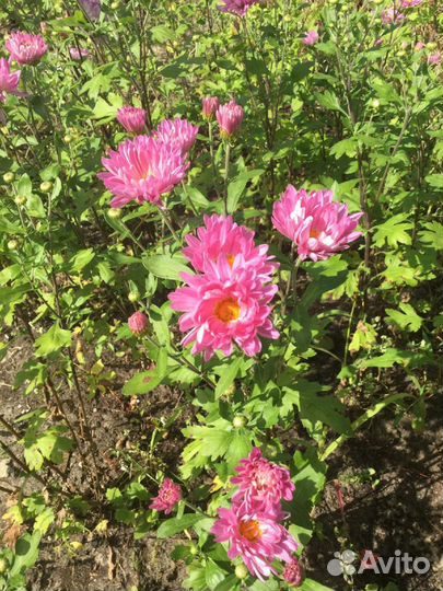 Хризантемы