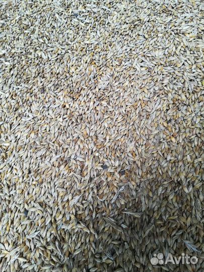 Ячмень, пшеница