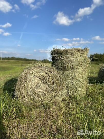 Продам сено в рулонах луговое