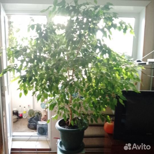 Продам Фикус цена 5000