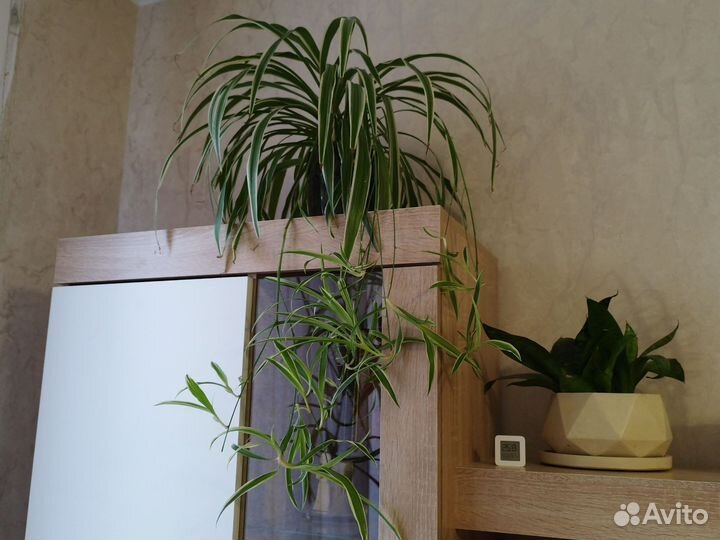 Хлорофитум детки