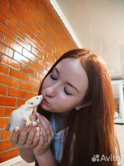 Декоративная крыса