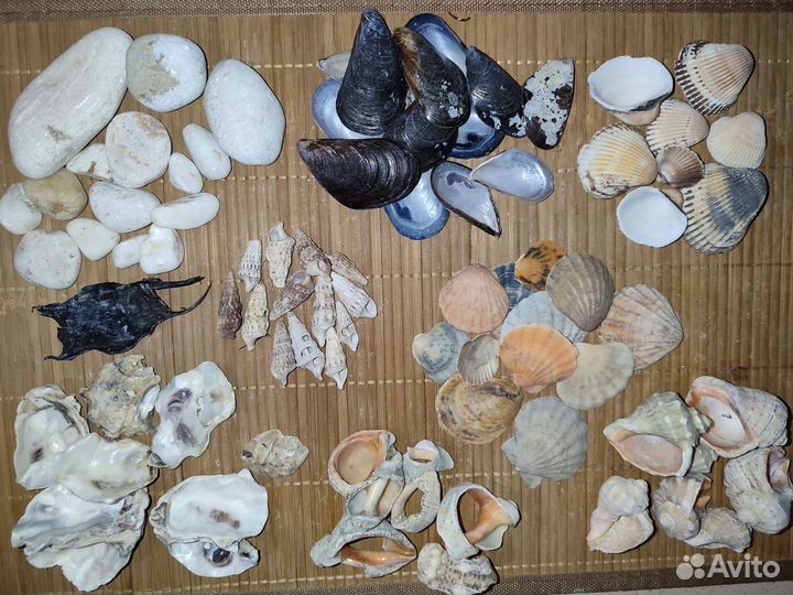 Ракушки Черноморские