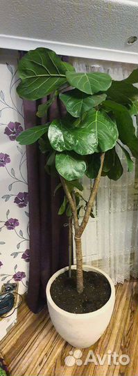 Фикус лирата большой (h-220см)