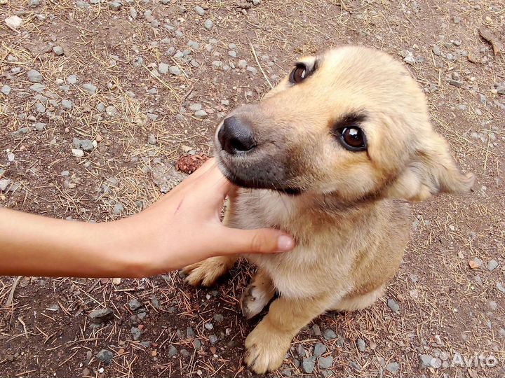 Собачка без клички