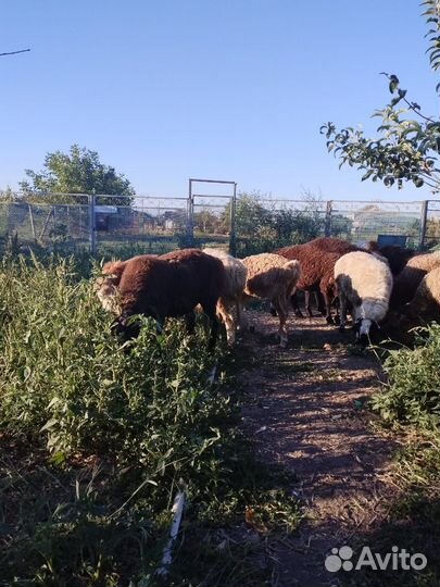 Курдючные бараны