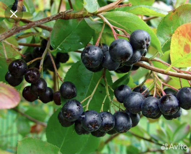Черноплодная рябина ягоды