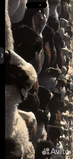 Продам баран
