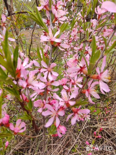 Миндаль декоративный