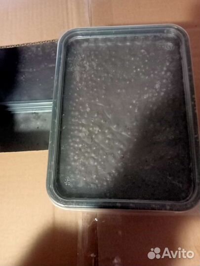 Шоколад 1 кг в брикетах