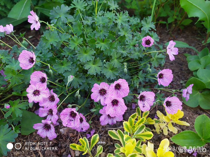 Герань садовая