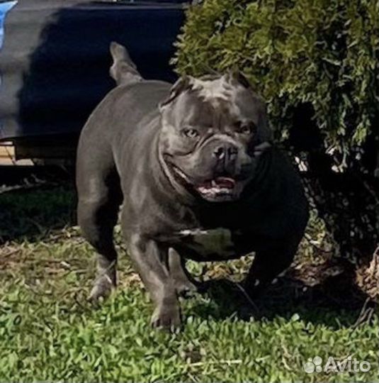 Американский булли вязка