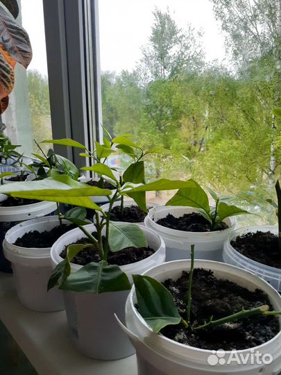 Лимон плодоносящий