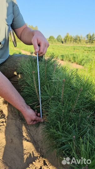 Саженцы ели европейской окс