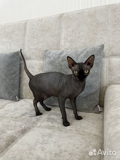 Канадский сфинкс