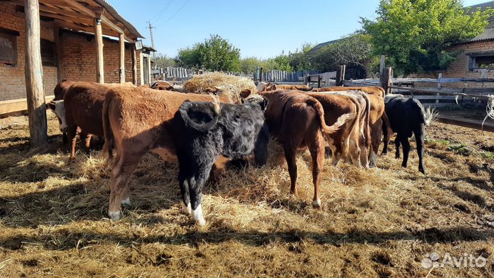 Бычки от 3 месяцев