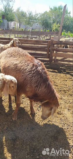 Бараны Гиссарской породы