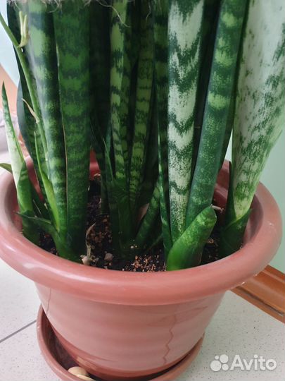 Сансевиерия