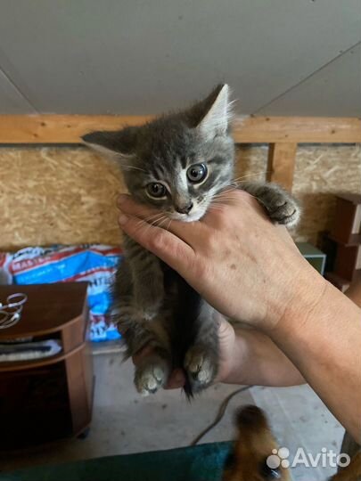 Котёнок в добрые руки (не проходите мимо)