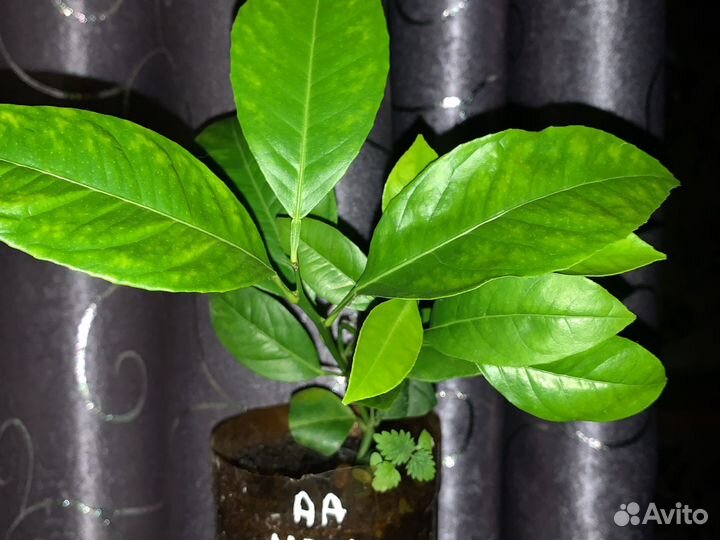 Мандарин Павловский