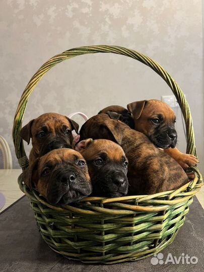 Щенки боксера