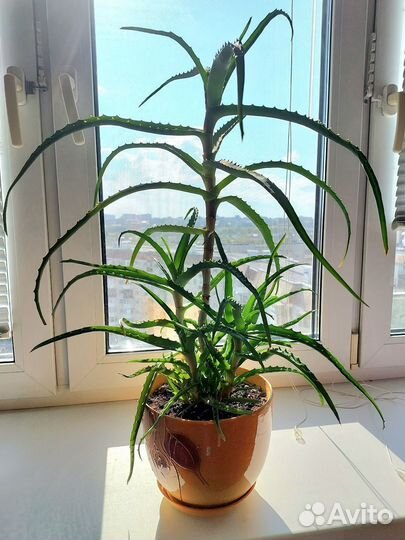 Алоэ в горшке